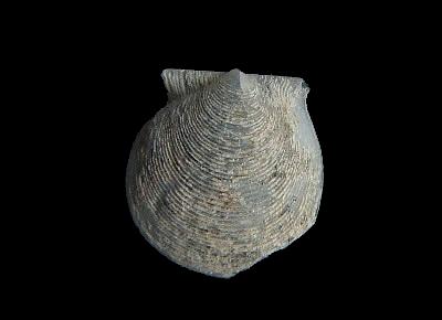 Hyalopecten strigillatus