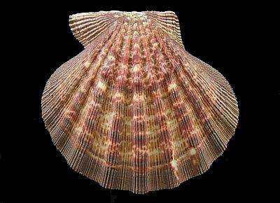 Nodipecten subnodosus