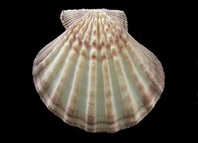 Nodipecten subnodosus