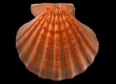 Nodipecten subnodosus