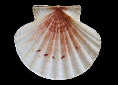 Pecten sulcicostatus