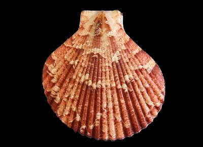 Abguipecten superbus