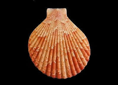 Anguipecten superbus