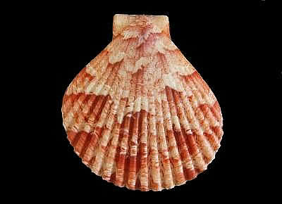 Anguipecten superbus