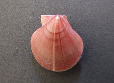 Palliolum tigerinum5