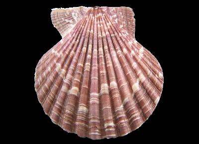 Mimachlamys townsendi