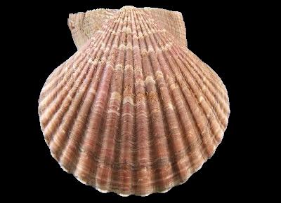 Mimachlamys townsendi