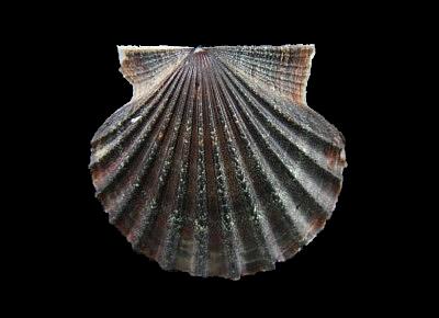 Leptopecten tumbezensis