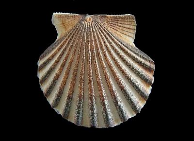 Leptopecten tumbezensis