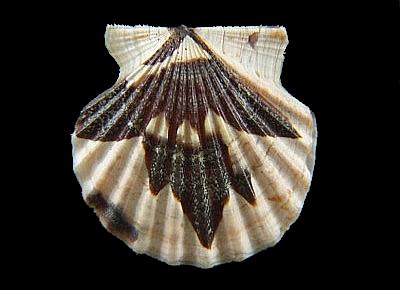 Leptopecten tumbezensis