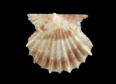 Leptopecten velero