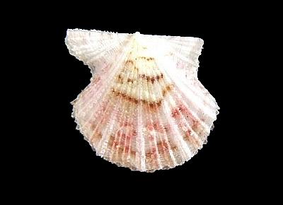 Leptopecten velero