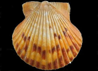 Argopecten ventricosus