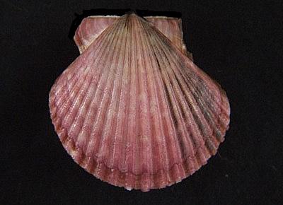 Argopecten ventricosus