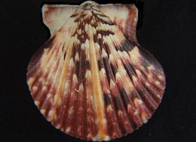 Argopecten ventricosus