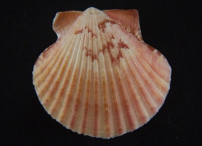 Argopecten ventricosus