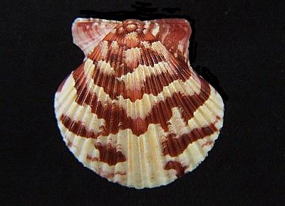 Argopecten ventricosus