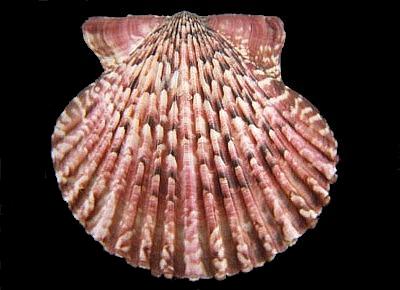 Argopecten ventricosus