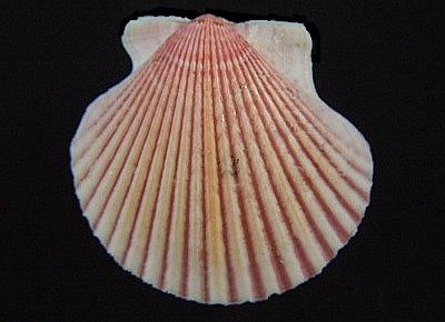 Argopecten ventricosus