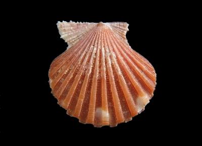 Cryptopecten vesiculosus