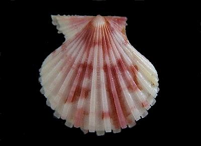 Cryptopecten vesiculosus