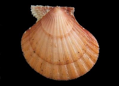 Cryptopecten vesiculosus