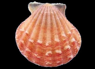 Bractechlamys vexillum