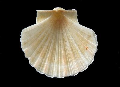 Pecten waikikius