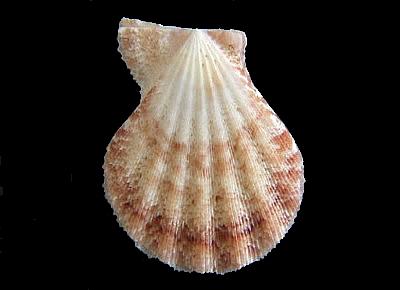 Complicachlamys wardiana