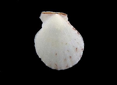 Laevichlamys wilhelminae