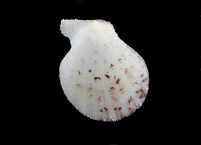 Laevichlamys wilhelminae
