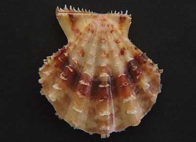 Mirapecten yaroni