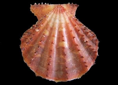 Mirapecten yaroni