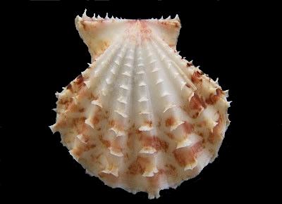 Mirapecten yaroni