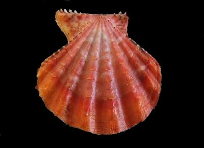 Mirapecten yaroni