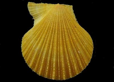 Talochlamys zelandiae