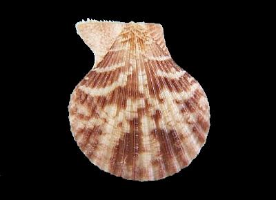 Mimachlamys cloacata