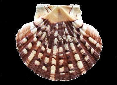 Pecten maximus1