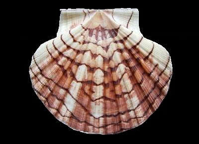 Pecten maximus3