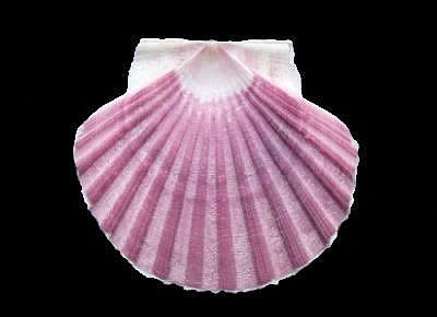 Pecten maximus5