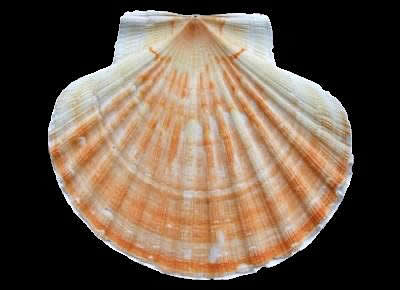 Pecten maximus6