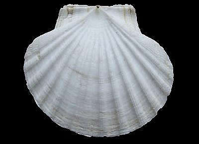 Pecten maximus7