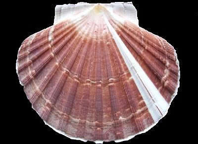 Pecten maximus8